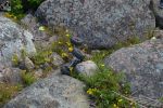 DSC_4611.JPG