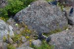 DSC_4612.JPG