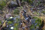 DSC_1753.JPG